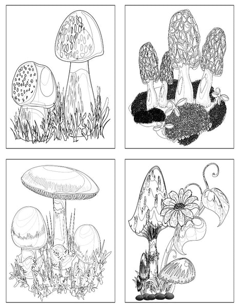 Mushrooms Poster 5