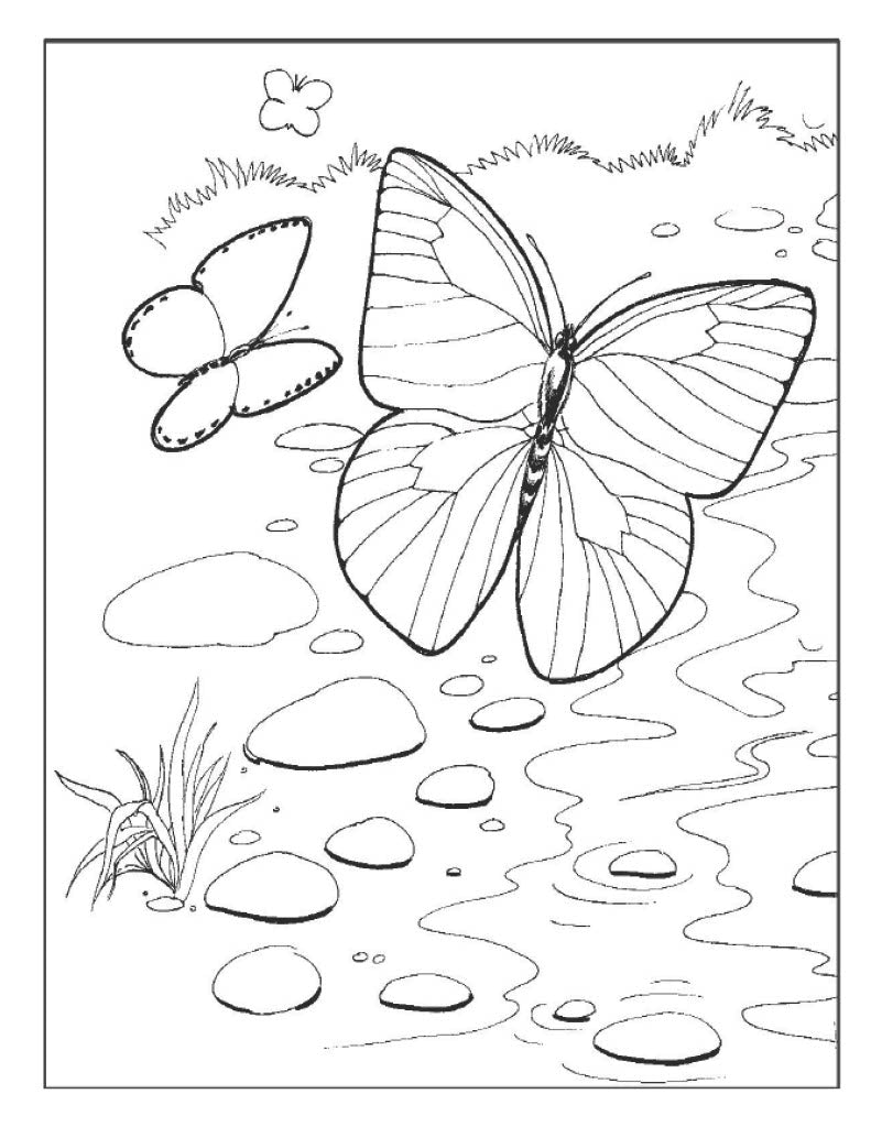 Butterfly Poster 2