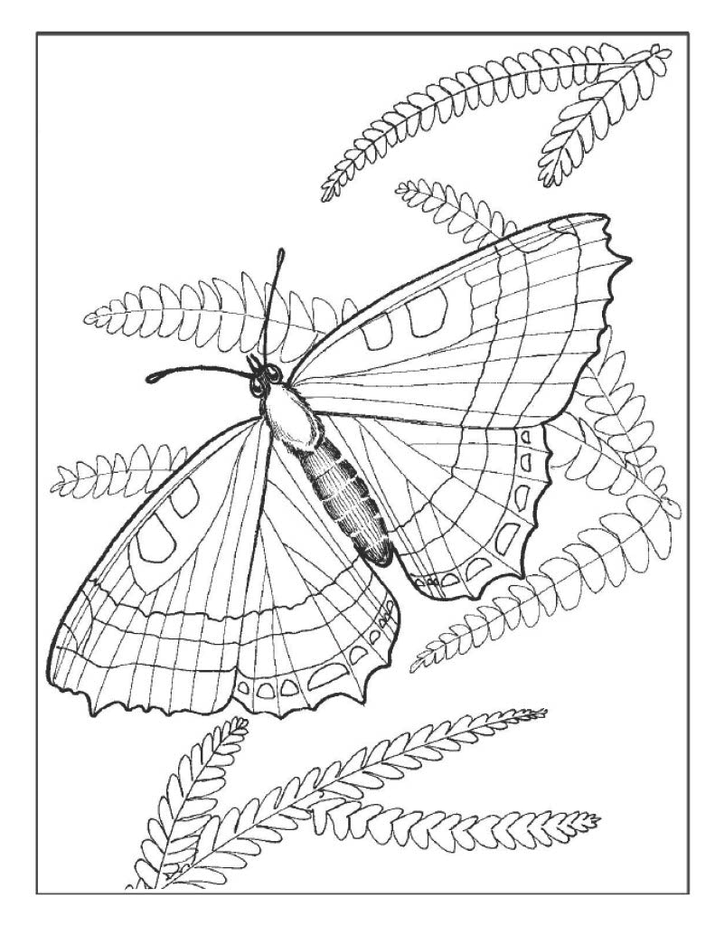 Butterfly Poster 2