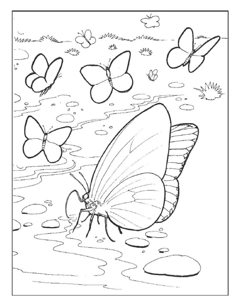 Butterfly Poster 2