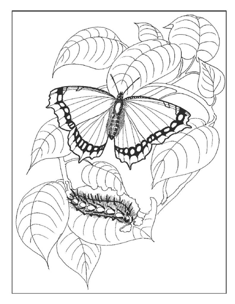 Butterfly Poster 2