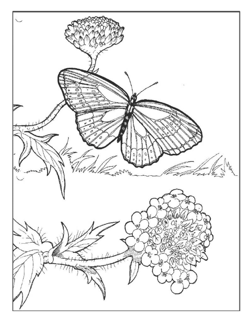 Butterfly Poster 2