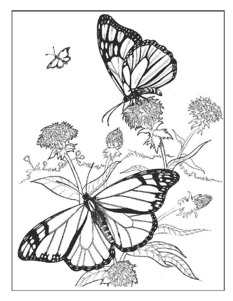 Butterfly Poster 2