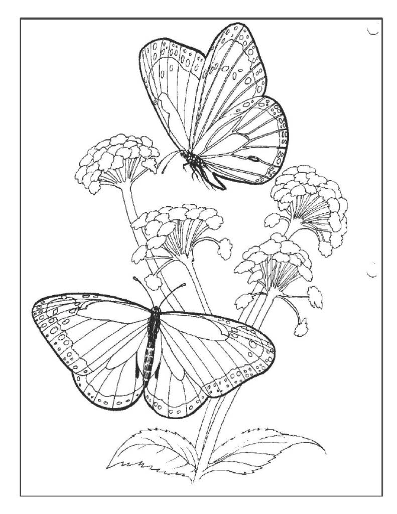 Butterfly Poster 3