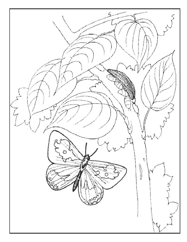 Butterfly Poster 3