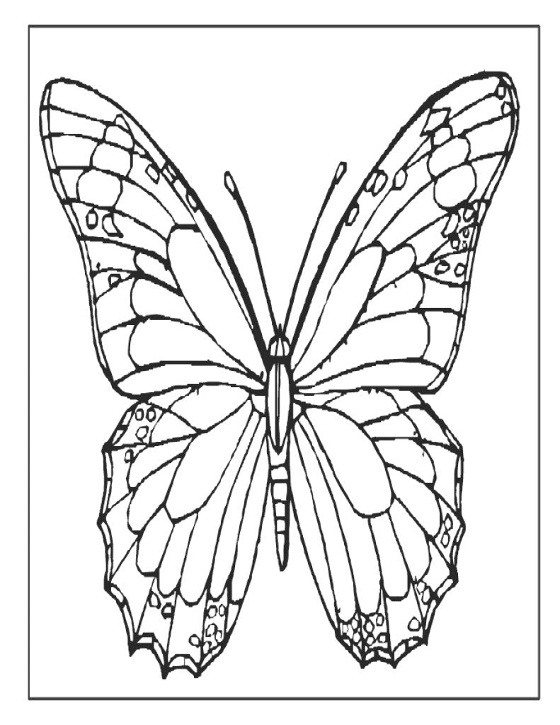 Butterfly Poster 3