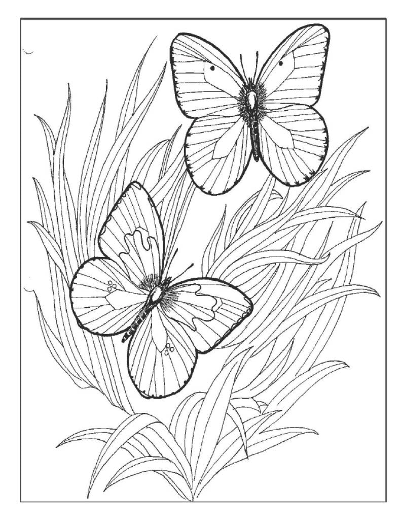 Butterfly Poster 1