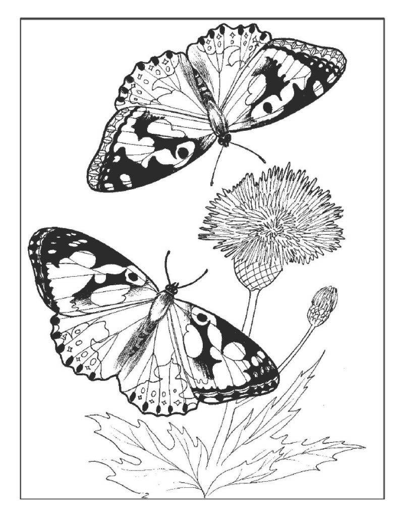 Butterfly Poster 2